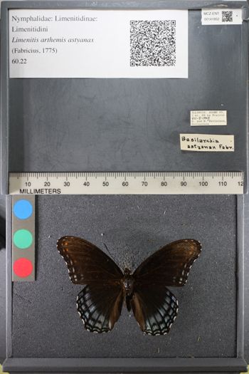 Media type: image;   Entomology 141852
